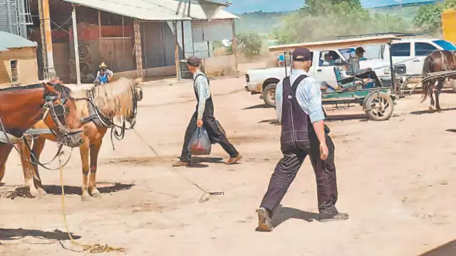 En los campos menonitas de Yalnón, Hecelchakán, los “coyotes” comenzaron a pagar 6 mil 700 pesos por tonelada de maíz