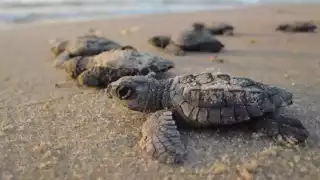 Ambientalistas piden  reforzar las medidas  para proteger la anidación de tortugas en la costa de Yucatán