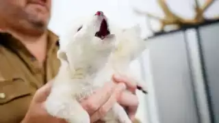 Los "lobos huargos" fueron inspirados de la especie real de los lobos terribles