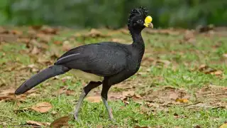 En Yucatán, mujer pone en venta a un hocofaisán, especie amenazada