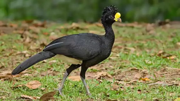 El hocofaisán se cataloga como especie amenazada, de acuerdo con la Norma Oficial Mexicana NOM-059-SEMARNAT-2010