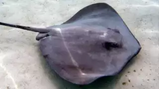 Carne de una especie de mantarraya, la opción de pesca si la temporada de pulpo fracasa en Yucatán