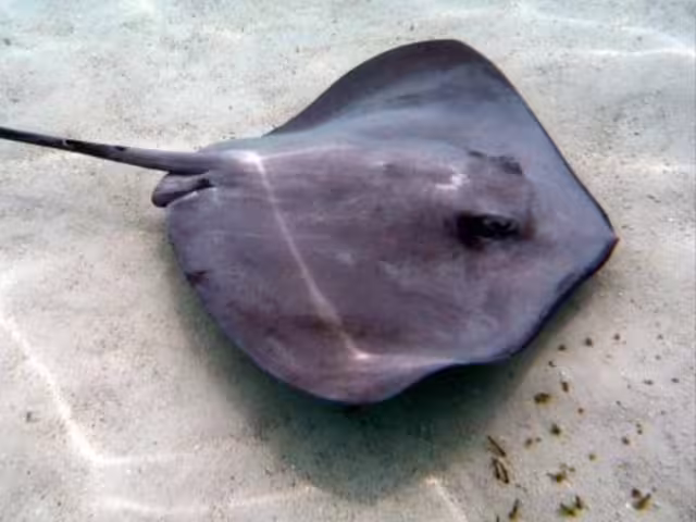 Aunque el precio por kilo es bajo, el amplio volumen de captura permite que sea un negocio rentable.