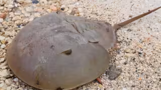 Es considerada un fósil viviente, con una morfología casi intacta desde hace más de 450 millones de años.