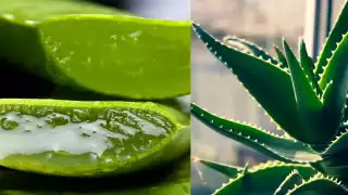 La sábila también ayuda a limpiar energéticamente