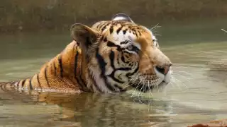 Tigre cae al agua  en el zoológico Animaya de Mérida durante la inauguración del felinario "Balam Balam"     