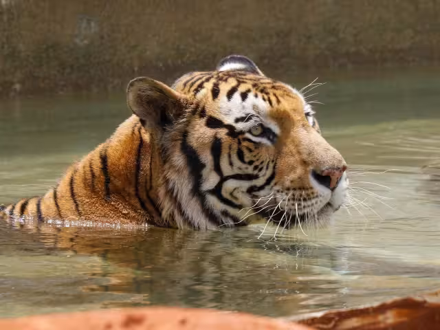 El Ayuntamiento de Mérida descartó lesiones en el ejemplar