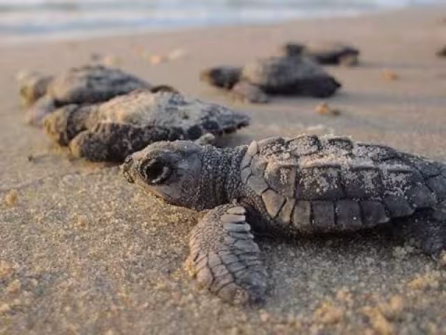 La erosión de la costa afecta la anidación de la tortuga marina, propiciando atropellamientos y ataques de animales