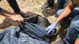 Investigan causa de muerte de cría de delfín hallada en bahía de Calderitas