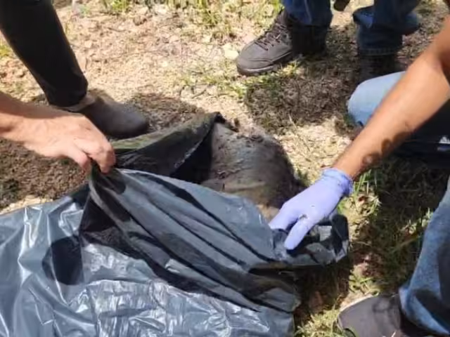 Investigan causa de muerte de cría de delfín hallada en bahía de Calderitas