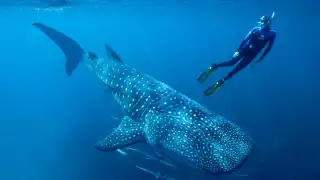 Avistamientos de tiburones en Quintana Roo incrementan tras labores de preservación 