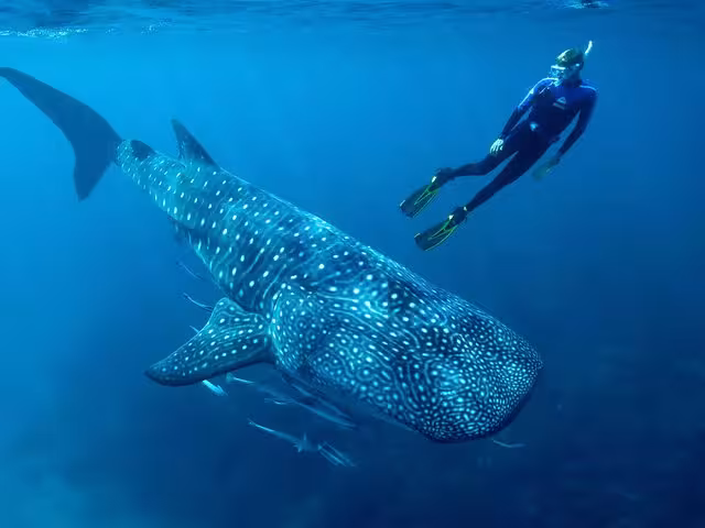 Se espera que en 2025 el avistamiento de tiburones atraiga al turismo