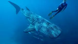 Semarnat clasifica al tiburón ballena en categoría tipo A ante riesgo de peligro de extinción