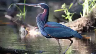 Agamí: Así es la garza más hermosa del mundo que habita en Yucatán