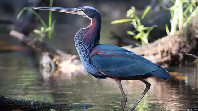 El ave se distingue por sus atractivos tonos