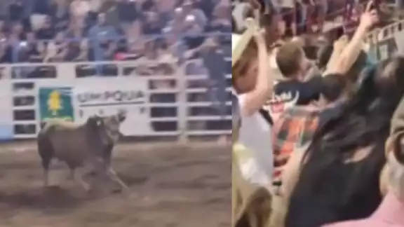 Toro embiste a asistentes de un rodeo en Oregón