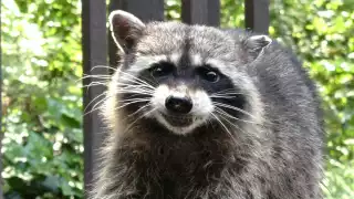 Animales como el mapache pueden trasmitir la enfermedad mediante mordidas, lametones o arañazos