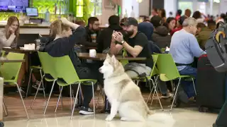 “Luna", la  husky de asistencia  emocional   que  acompañó  a su dueña de Cancún a Puebla         