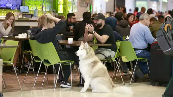 La joven detalló que su peluda fue entrenada en EE. UU., y se ha convertido en un gran apoyo, ya que tiene la capacidad de anticiparse a un ataque