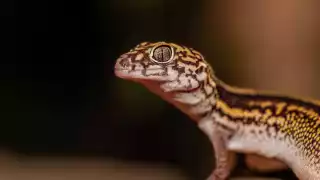 Geco yucateco de bandas, reptil incluido bajo la categoría de especie Amenazada, por la Norma Oficial 059 de la Semarnat