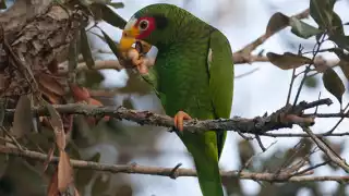 "Hace años se veía muchísimo":   Loro yucateco se aleja de Mérida, advierten disminución de sus poblaciones  