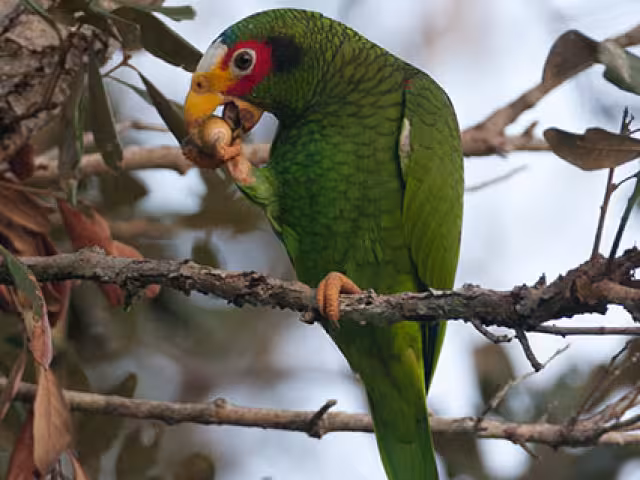 El loro yucateco se ausenta de la capital yucateco