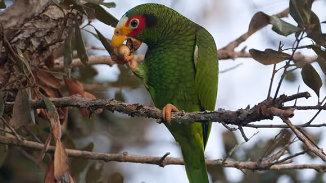 El loro yucateco se ausenta de la capital yucateco