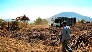 Cañeros en crisis: 90% enfrenta pérdidas y la zafra en Quintana Roo se retrasa hasta 2026
