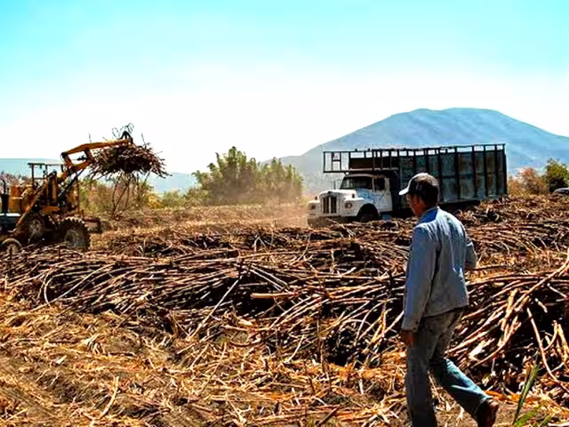Cerca del 90% de los cañeros del sur de Quintana Roo enfrenta números rojos rumbo a la zafra 2025–2026.