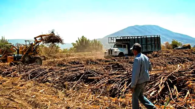 Cerca del 90% de los cañeros del sur de Quintana Roo enfrenta números rojos rumbo a la zafra 2025–2026.