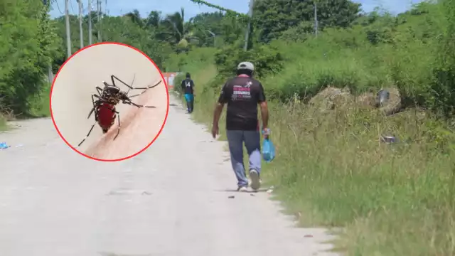 Vecinos denuncian proliferación de mosquitos en Champotón.