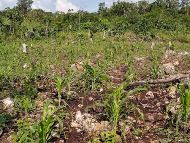 Los pobladores quieren que la Cofepris les garantice el uso de pozos y cenotes para abastecerse en caso de emergencia
