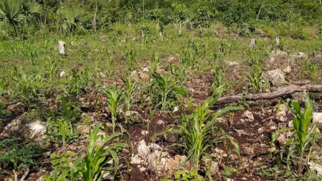 Los pobladores quieren que la Cofepris les garantice el uso de pozos y cenotes para abastecerse en caso de emergencia