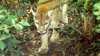 La Semarnat informó que los pumas y los jaguarundis son los felinos silvestres que más son detectados cerca de zonas urbanas