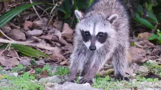 Calor extremo en Campeche incrementa aparición de animales silvestres en zonas urbanas   