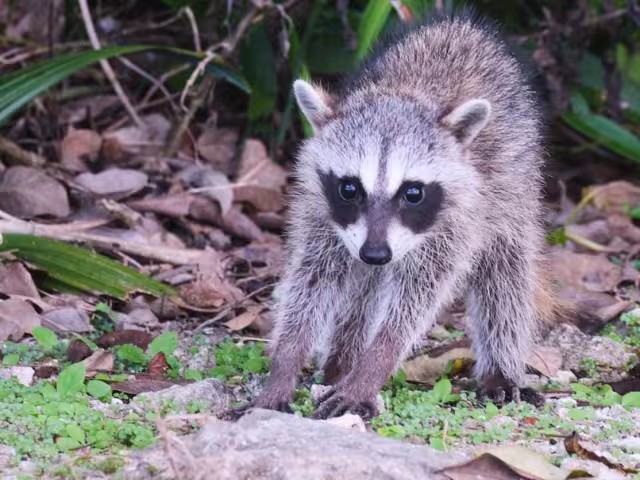 Fauna silvestre se refugia en zonas urbanas de Campeche por el calor