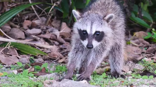 Fauna silvestre se refugia en zonas urbanas de Campeche por el calor