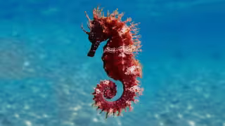 Caballitos de mar en riesgo por sobreexplotación y pesca de arrastre