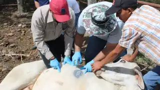 Gusano barrenador llega al Camino Real: Calkiní suma caso confirmado