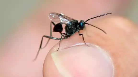 La Evania appendigaster es una avispa solitaria presente en Campeche La Evania appendigaster es una avispa solitaria presente en Campeche