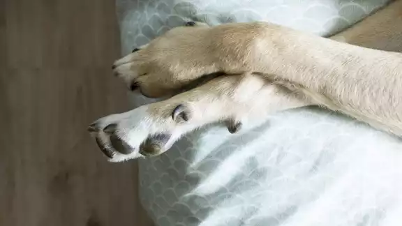En un predio había bolsas con lo que parecían restos quemados de animales; hasta personas han encontrado en la Región 202.