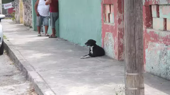 Silvia Cortés dijo que es una enfermedad viral que no tiene cura, pero sin inspección médica, requiere hospitalización para salvar al perro afectado Silvia Cortés dijo que es una enfermedad viral que no tiene cura, pero sin inspección médica, requiere hospitalización para salvar al perro afectado
