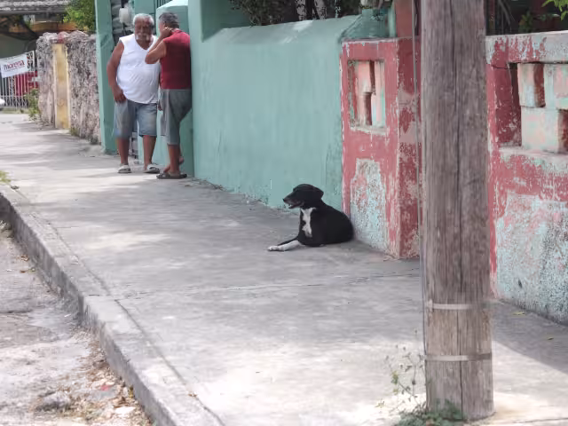 Silvia Cortés dijo que es una enfermedad viral que no tiene cura, pero sin inspección médica, requiere hospitalización para salvar al perro afectado