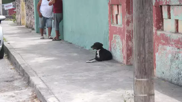 Silvia Cortés dijo que es una enfermedad viral que no tiene cura, pero sin inspección médica, requiere hospitalización para salvar al perro afectado