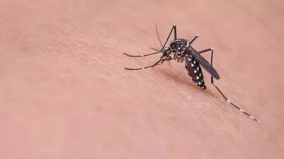 Inicia estrategia biológica contra el dengue en Campeche