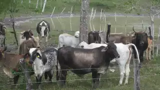 Ganaderos de Quintana Roo toman medidas ante propagación del gusano barrenador