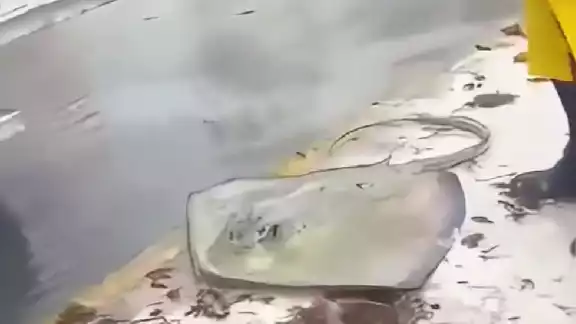 Especies marinas como mantarrayas quedaron varados en la superficie después del fuerte oleaje. Especies marinas como mantarrayas quedaron varados en la superficie después del fuerte oleaje.