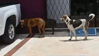 Maltrato animal en Campeche: ¿Cómo reportar?