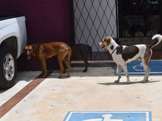 Es crucial que la ciudadanía denuncie casos de maltrato animal al 911 y dé seguimiento a las investigaciones.