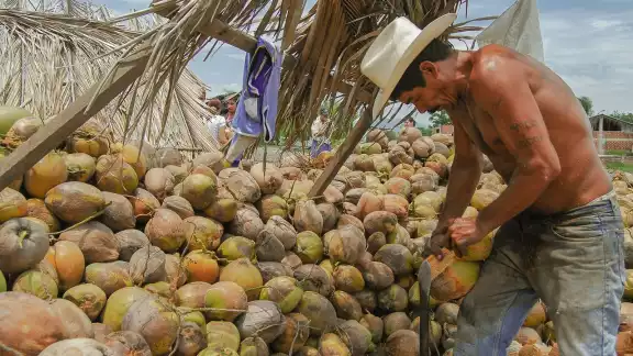 La Cooperativa de Productores de Coco señala que las pruebas con la fibra de coco han mostrado resultados positivos La Cooperativa de Productores de Coco señala que las pruebas con la fibra de coco han mostrado resultados positivos